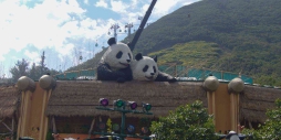 香港へパンダを見に行く