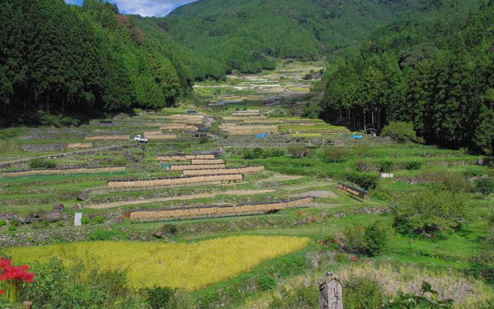 四谷の千枚田