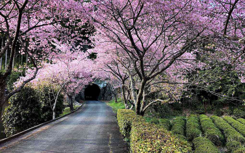 旧田口線沿いの河津桜